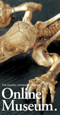 九州大学オンライン博物館