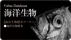海洋生物標本データベース
