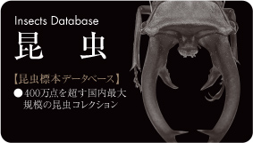 昆虫標本データベース