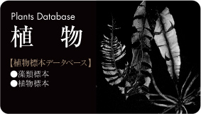 植物標本データベース