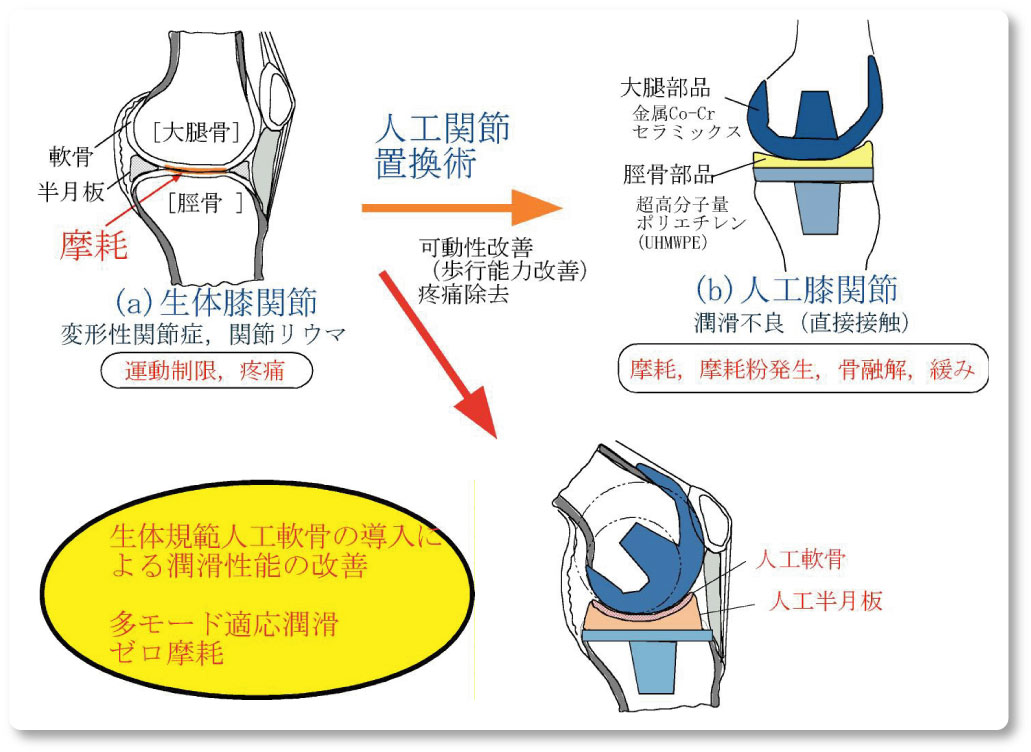 生体材料・生体組織のバイオメカニクスに関する連携的研究（1）