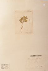 自然界の仲間たち